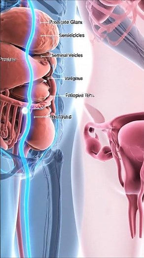 Male & Female Reproductive System#shorts #humanbody #anatomy #science