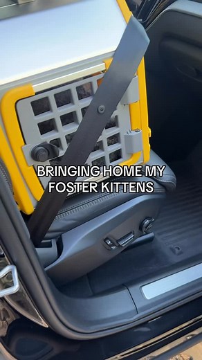 day 1 = decompression // @heidiwranglescats @variocage Care2 on sale in September! @openfarmpet - RUDDER for $25 off $100 #fosterkittens | My Boy Rudder