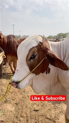 Most Beautiful Cow in the World 🐄😍 | Stunning & Rare Breed | Mera Shauk Official