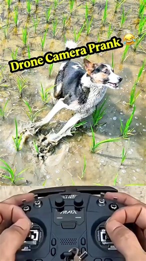 Village Dog Prank Funny 😱 #shorts #shortsfeed #trending #foryou #funny #comedy