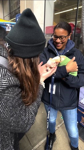 410K views · 2.3K reactions | Bringing home a foster pittie… Stay tuned for part 2  (: @muddypawsrescuenyc) | The Dodo | Facebook