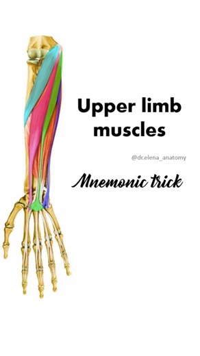 Dr.Elena_Anatomy on Instagram: "Memorise all the upper limb muscles using the mnemonic trick Follow @dr.elena_anatomy for more #neetpg #anatomy #humananatomy #medicalstudent #usmle_preparation #usmle #anatomyquiz #upperlimb #muscles #mnemonics #medicalmnemonic #biceps #inicet #fmge #drelena_anatomy"