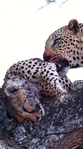 A leopard eats a cheetah—Welcome to African Safari Guide