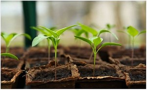 Gardening Goodness: How to Raise Crops on a Large Scale