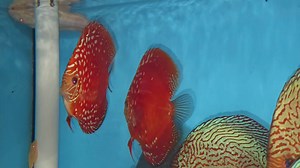 Red panda | Chens Discus UK