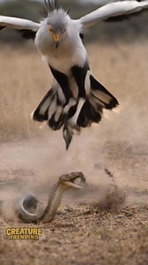 467K views · 4.4K reactions | Secretary Brid Vs Cobra snake | Creature Trending | Facebook