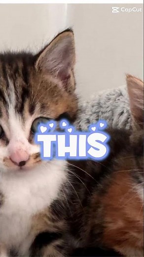 subscribe if you like cats or animals