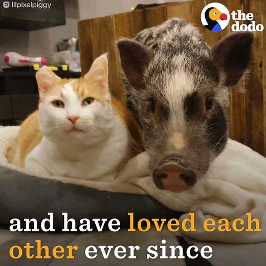 Pig Cuddles with Cat Best Friend | The Dodo