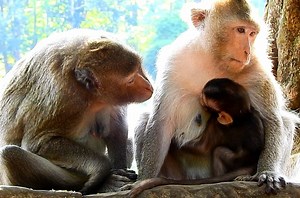 5.6K views · 244 reactions | Who understand this sections poor low monkey try confort baby for stay in group. | Monkey Show | Facebook