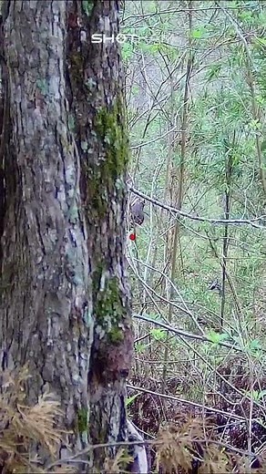 Turkey Hunting with ShotKam