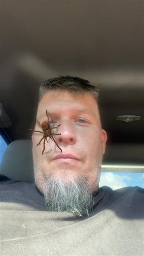 Jason Bourque (@jasonbourque4)’s videos with it's just a spider - david lopez