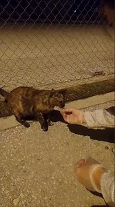 Genial la acción de esta chica rescatando a un Gatito callejero y adoptandolo 🐈😍🐈😍🐈😍