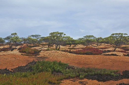 Meet the Millennium Forest: A unique tropical island reforestation project