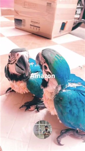 Blue gold macaw Baby #bluegoldmacaw #Macaw #parrot training