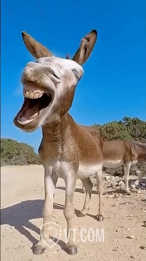 When a Donkey Parties Too Hard! 🫏😂