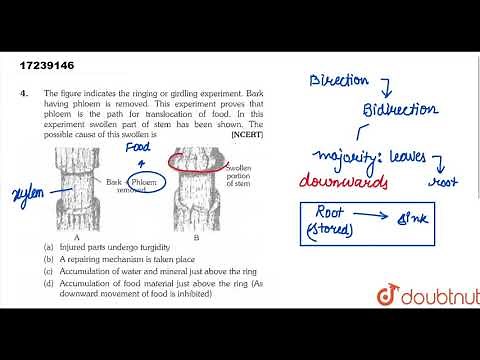The figure indicates the ringing ro girdling experiment. Bark having phloem is removed