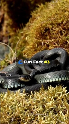 Fun Facts About Snakes in Germany! 🐍🇩🇪 #facts #wildlifeowners #venomoussnakes