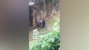Gorilla grabs boy who fell in enclosure