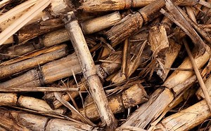 Bioenergia: o que é, benefícios e desvantagens