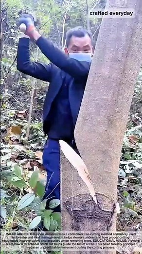 Precision Tree Cutting Technique Using a Wedge Notch #farming