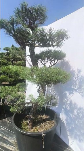 sosna (pinus sylvestris) #bonsaiogrodowe #niwaki #ogródjapoński #sosnaformowana
