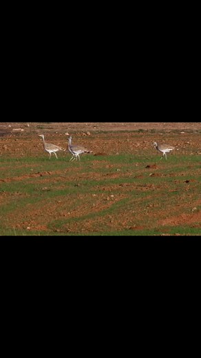 318K views · 2.2K reactions | Toy/ Great Bustard. Ülkemizde sayıları çok azdır ve koruma altındadır. Uçan en ağır kuş türüdür. Tarım ilaçları ve kaçak avcılık onları yok etmektedir. #toy #greatbustard #kütahya #wildlife #yabanhayatı | Kütahya'nın Yaban Hayatı | Facebook
