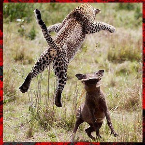 25M views · 89K reactions | Choose prey too large, Cheetah fails to catch prey | HairStyle Trick | Facebook