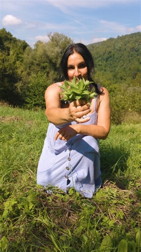 Trag Biljke | Baštovanska Edukativna Platforma on Instagram: "S ozbirom da sada postavljamo zimsku baštu, koja će nas hraniti tokom cele zime i pod snegom, ovo đubrivo će vam biti jako korisno… Đubrivo od divlje nane ubrzava rast biljaka, njihovo plodonošenje kao i dozrevanje plodova jer u sebi sadrži Ca, P i Mg. Osim toga sadrži i kvercetin koji podiže imunitet biljaka na stresne uslove i idealan je za balkonski uzgoj.🌿 Ono što ga čini posebno efikasnim je rozmarinska i limunska kiselina kao i