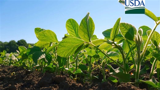 USDA: Índice de lavouras de soja em boas/excelentes condições fica abaixo do esperado nos EUA