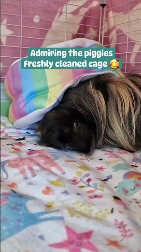 How To Clean Your Guinea Pigs Cage...