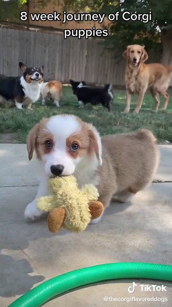 Yadirafromzone9b on TikTok