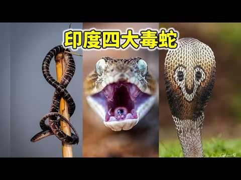4K | The country with the most venomous snake bites in the world! How terrifying are India's four...