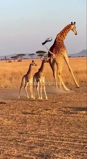 Mother Giraffe Charges Lion to Save Baby | Real Wildlife Moment