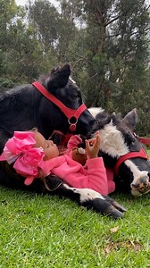 1.9M views · 76K reactions | The most loved cows ❤️  | Furry Tails | Facebook