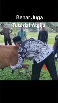 Tutorial Sembelih sapi