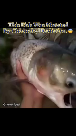 Chernobyl Radiation Effects on Fish Mutations