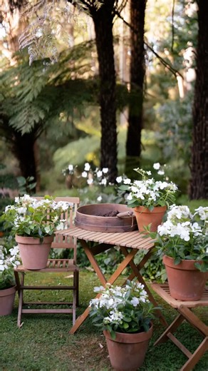 Nursery & Lifestyle Gift Shop on Instagram: "We’ve had a restock of the Runaway Bride Hydrangea 🌱 A popular choice for its long flowering and the fact it doesn’t need pruning. #warranglen #hydrangea #floweringplants #gardeninspiration"