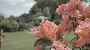 A very pretty English garden in the bloom of summer with a gazebo and perfectly cut grass. The garden is getting ready for a garden wedding celebration.