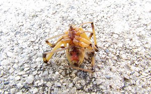 Brown Widow Spider Population Rising in SoCal