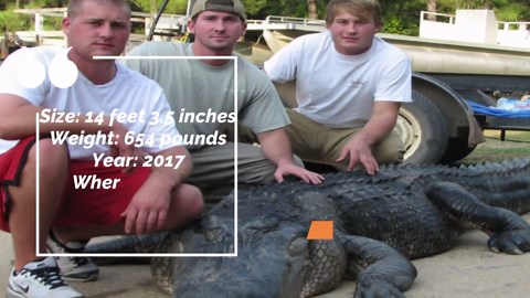 Meet the Biggest Alligators Ever to Have Walked the Earth