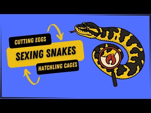 Cutting Python Eggs, Sexing Snakes and Housing Baby Carpet Pythons