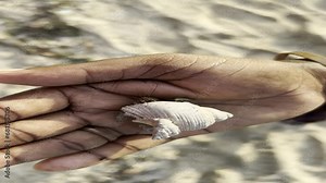 Hands of a person holding a hermit crab, Shell crab moving in a persons hand in a beach shot at 4k. Save ocean Creature, Save Aquatic Life. Save Enviroment