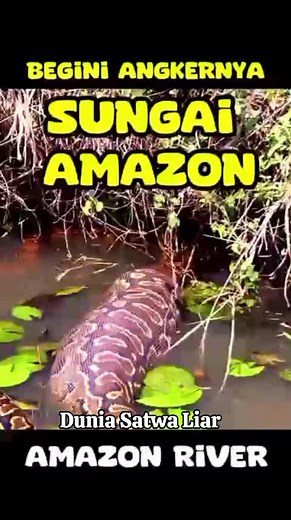 Dunia Satwa Liar (@dunia.satwa.liar)’s videos with suara asli - Dunia Satwa Liar