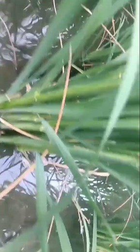 BPH in Rice: Your Ultimate Guide to Winning the Battle