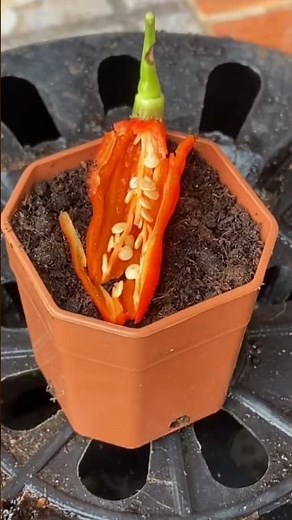 como plantar pimenta 🌶️ dedo de moça