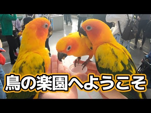 【掛川花鳥園完全ガイド】ここは鳥のユートピア！可愛い鳥さんとふれあい放題、鳥好き必見のお勧めスポットを大紹介！