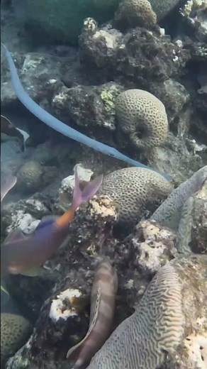 Cornetfish Attack You’ll Want to Watch Twice 🐠🎯👀