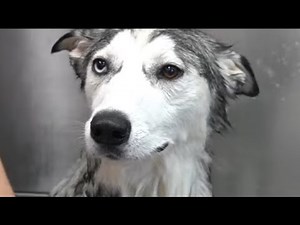 The WEIRDEST Husky dog ever