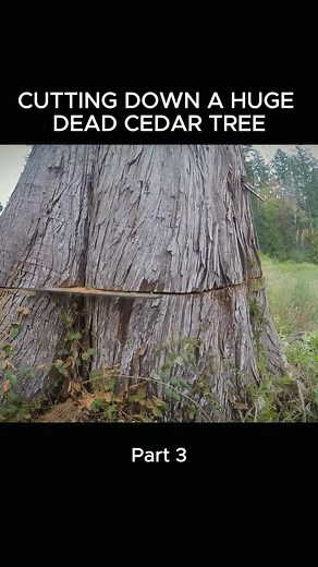 CUTTING DOWN A HUGE DEAD CEDAR TREE - Part 3