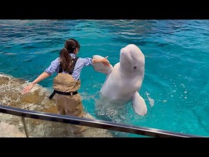 2025/05/03 ベルーガのトレーニング【グレイ&ナナ&ニコ編】​⁠@名古屋港水族館